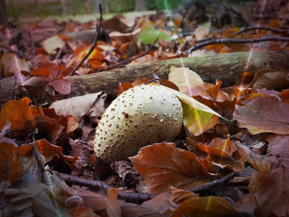 202410-Herfst-10