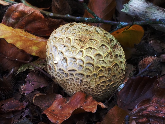 202410-Herfst-11