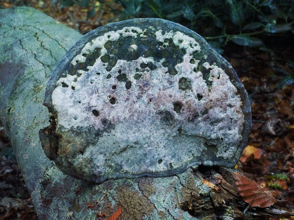202410-Herfst-12