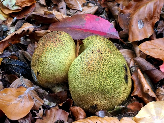 202410-Herfst-13