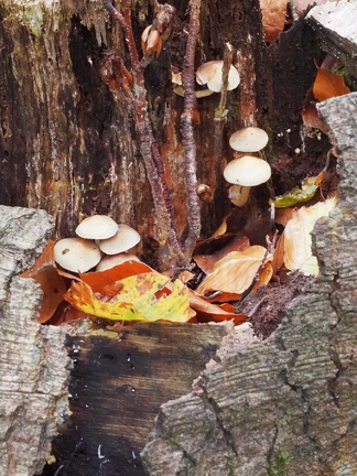 202410-Herfst-15