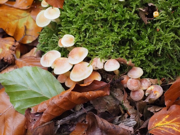 202410-Herfst-16