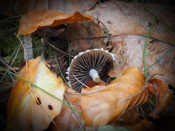202410-Herfst-18