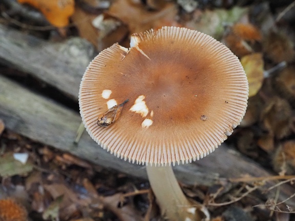202410-Herfst-19