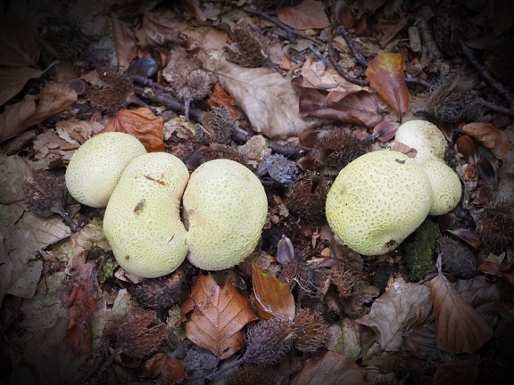 202410-Herfst-20