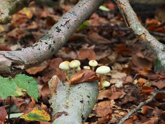 202410-Herfst-21