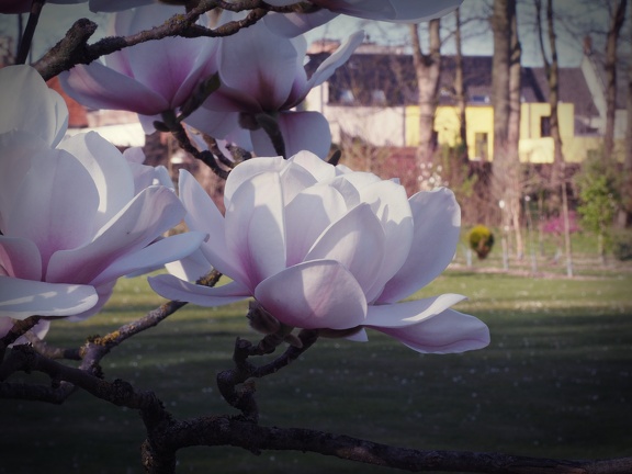 202503-Rivierenhof-06