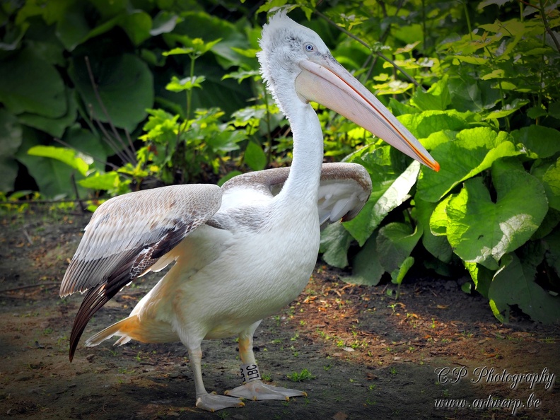 202405-Zoo_Antwerpen-13.jpg