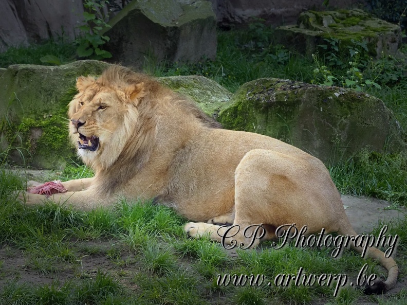 202405-Zoo_Antwerpen-36.jpg