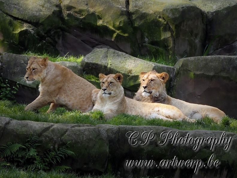 202405-Zoo_Antwerpen-39.jpg