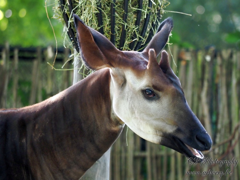 202405-Zoo Antwerpen-43