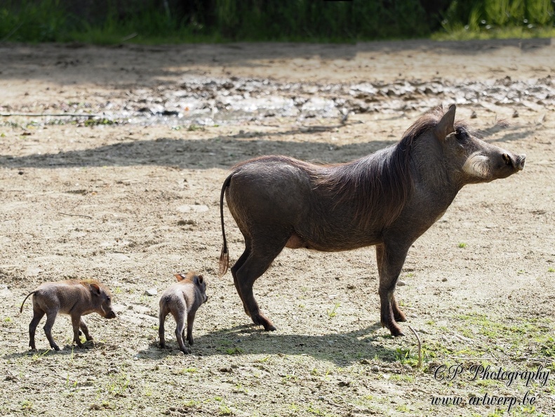 202405-Zoo Antwerpen-44