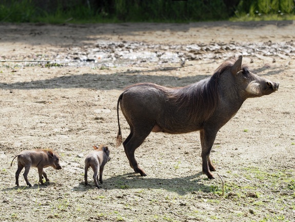 202405-Zoo Antwerpen-44