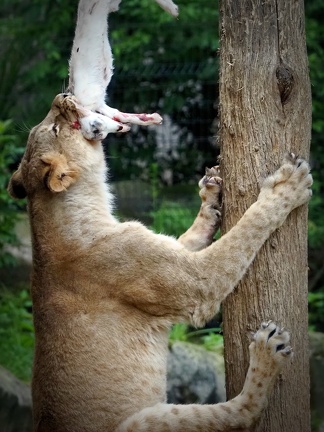 202406-Zoo Antwerpen-07
