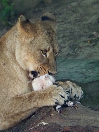 202406-Zoo Antwerpen-08