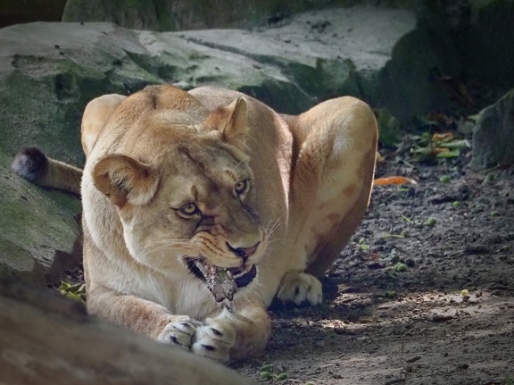 202406-Zoo Antwerpen-09