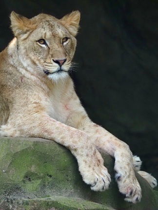 202406-Zoo Antwerpen-10