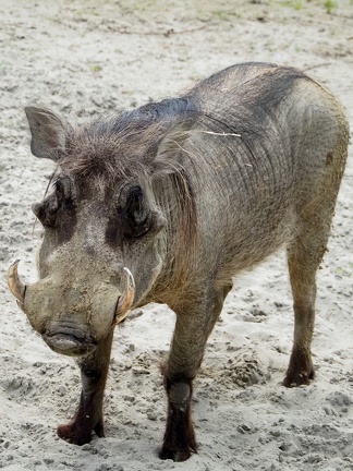 202406-Zoo Antwerpen-11