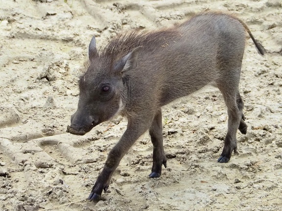 202406-Zoo Antwerpen-12