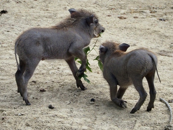 202406-Zoo Antwerpen-13