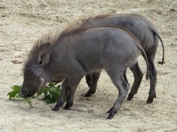 202406-Zoo Antwerpen-14