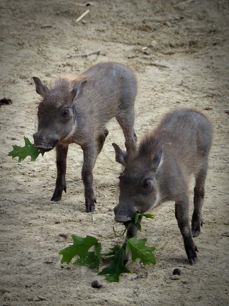 202406-Zoo Antwerpen-15