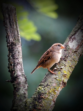 202409-Zoo Antwerpen-31