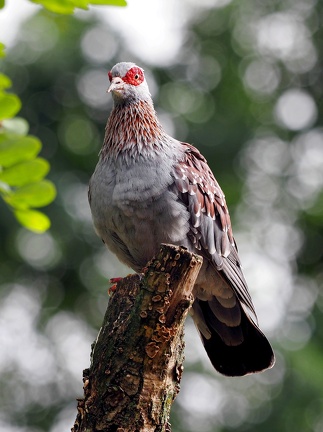 202409-Zoo Antwerpen-34