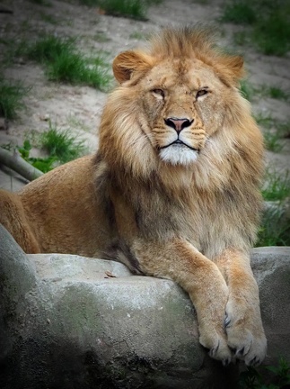 202505-Zoo-05