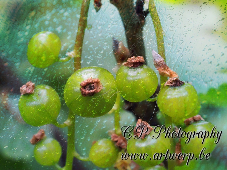 Macro_202305-01.jpg