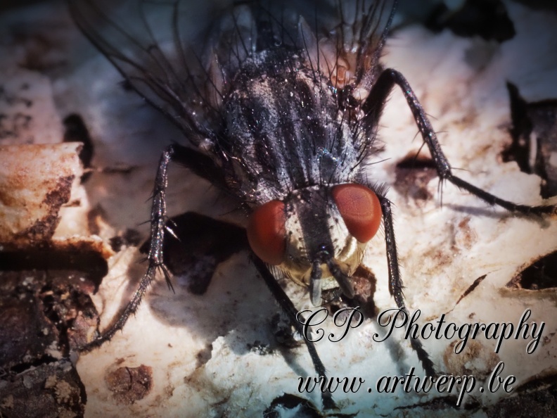 Macro_202305-14.jpg