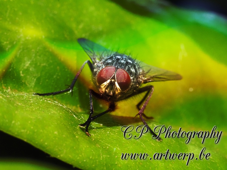 Macro_202305-20.jpg