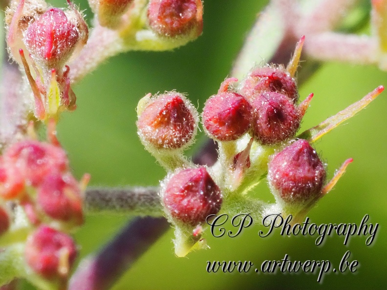 Macro_202306-06.jpg