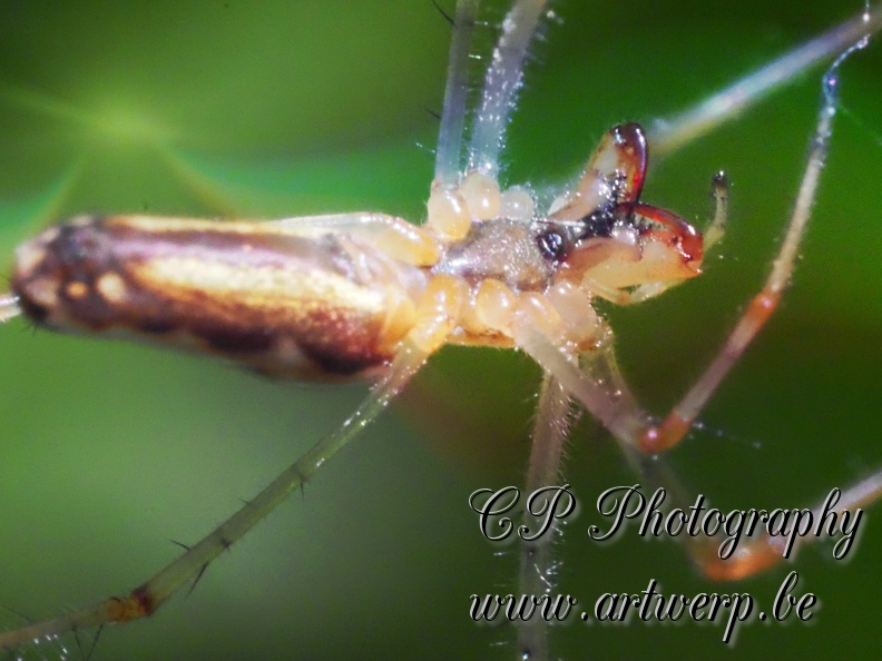 Macro_202306-07.jpg