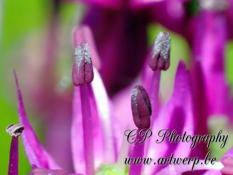 Macro_202306-09.jpg