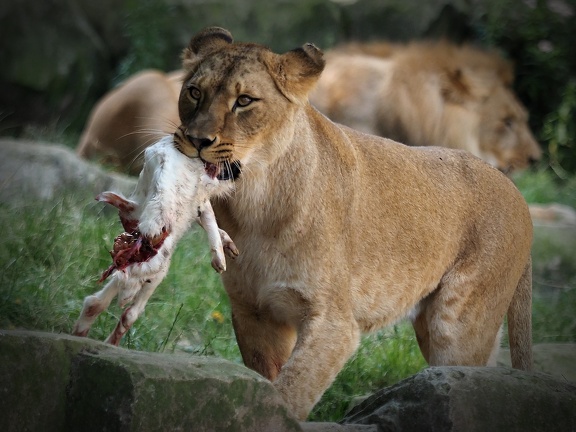 202408-Zoo Antwerpen-04