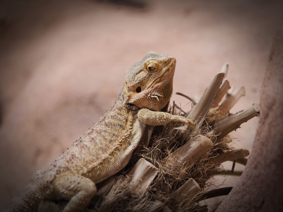 202408-Zoo Antwerpen-05