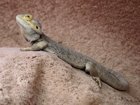 202408-Zoo Antwerpen-06