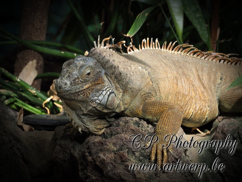 202408-Zoo_Antwerpen-08.jpg