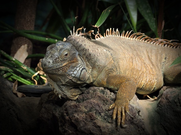 202408-Zoo Antwerpen-08