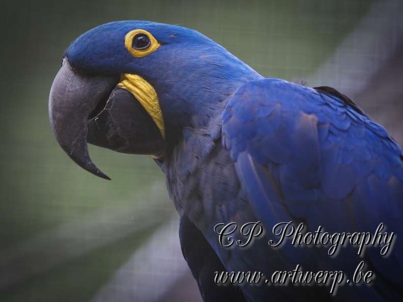 202408-Zoo_Antwerpen-09.jpg