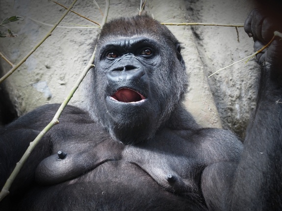202408-Zoo Antwerpen-10