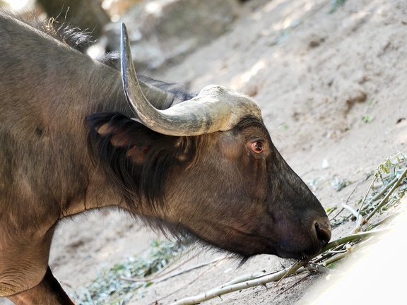 202408-Zoo Antwerpen-11