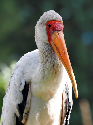 202408-Zoo Antwerpen-12