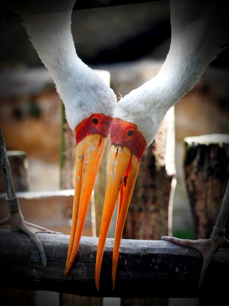 202408-Zoo Antwerpen-13