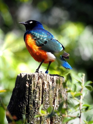 202408-Zoo Antwerpen-14
