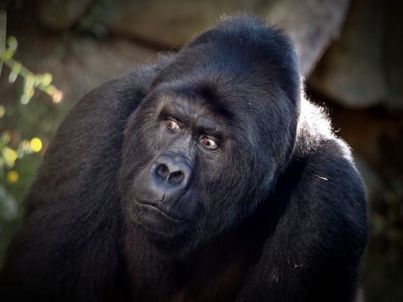 202408-Zoo Antwerpen-16