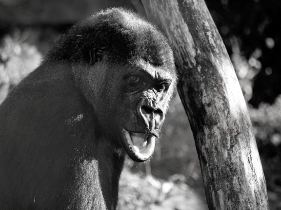 202408-Zoo Antwerpen-17