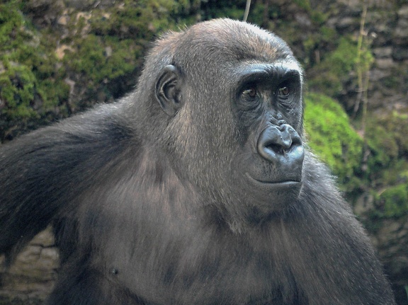 202408-Zoo Antwerpen-18