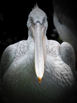 202408-Zoo Antwerpen-20